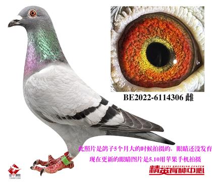 ǲ_ʡֱŮ