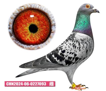 考夫曼-殺手锏佳人093