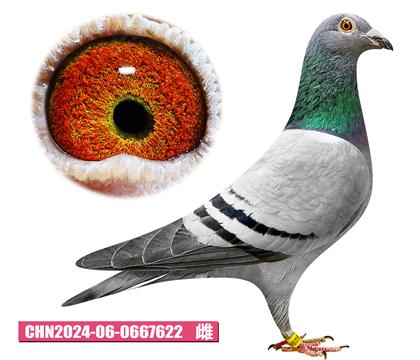 蓋比-閃電公主622