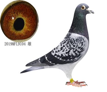 ҽֱؙO