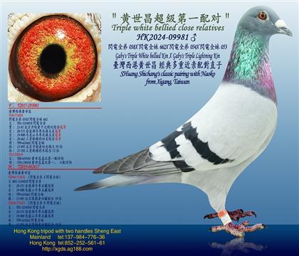 Sһ䌦/Wȫ038ֱXWȫ62