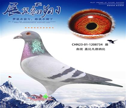 轉(zhuǎn)飛鴿王的蓋比734
