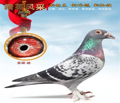 純血戈馬力(2019雄 毛腳太大剪環(huán)介意勿拍)