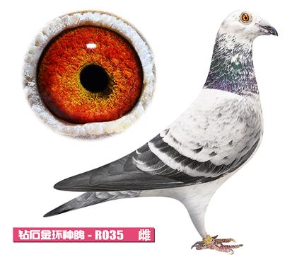 噶斯頓-魅影女郎R035