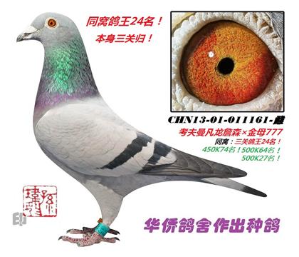 1號(hào)--三關(guān)鴿王24名!13-01-011161-雌