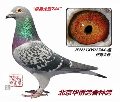 7̖--OƷĦ˹.ǡJPN11XY01744-
