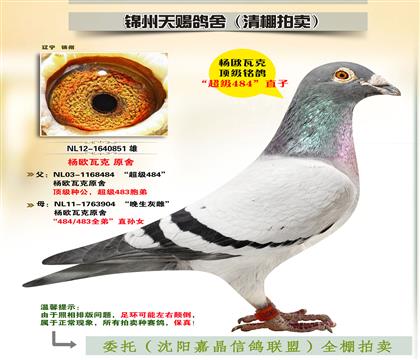 楊歐瓦克原舍“484”直子