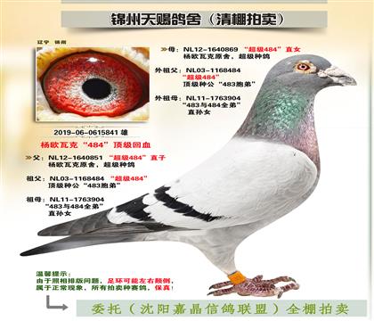 楊歐瓦克“至尊雙雄”回血