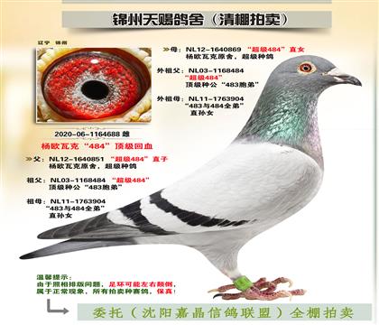 楊歐瓦克“至尊雙雄”回血