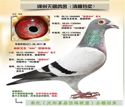 楊歐瓦克“至尊雙雄”回血