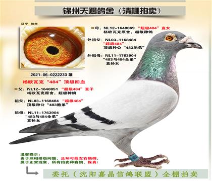 楊歐瓦克“至尊雙雄”回血