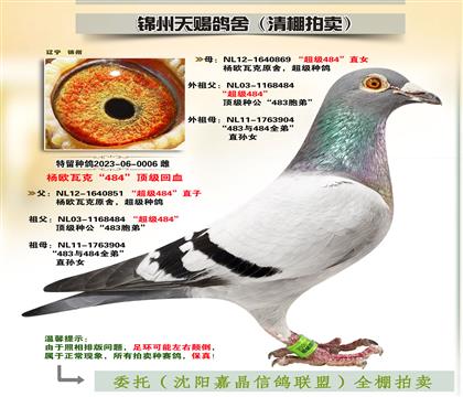 楊歐瓦克“至尊雙雄”回血
