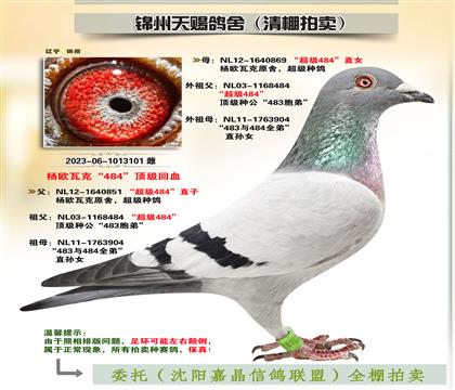 楊歐瓦克“至尊雙雄”回血