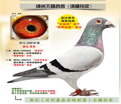 蓋比原舍-“皇家灰”直子