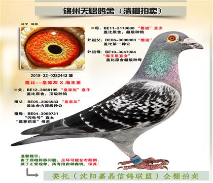 蓋比“皇家灰X魯?shù)蟈海王星”