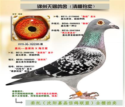 蓋比“皇家灰X魯?shù)蟈海王星”