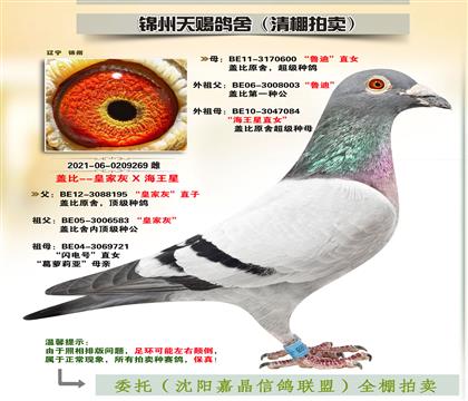 蓋比“皇家灰X魯?shù)蟈海王星”