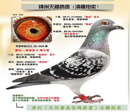蓋比“皇家灰X魯?shù)蟈海王星”