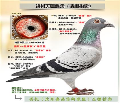 蓋比“皇家灰X魯?shù)蟈海王星”