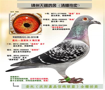 蓋比“皇家灰X魯?shù)蟈海王星”