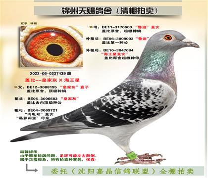 蓋比“皇家灰X魯?shù)蟈海王星”