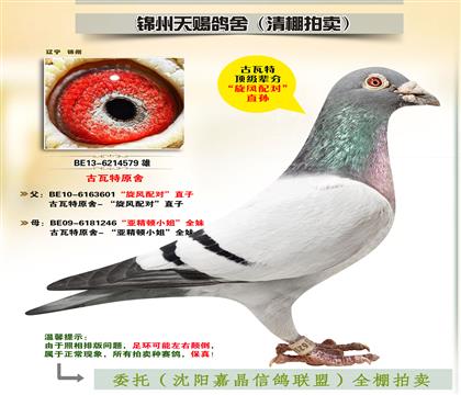 古瓦特原舍“旋風(fēng)配對(duì)”直孫
