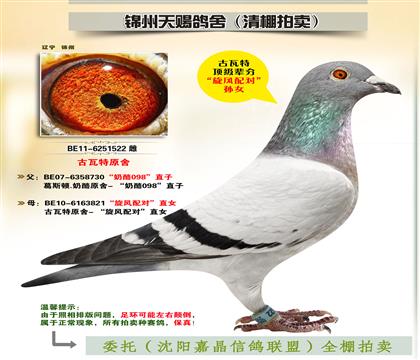 古瓦特原舍“旋風(fēng)配對(duì)”外孫女