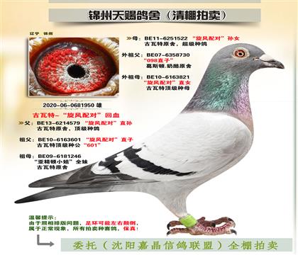古瓦特-“旋風(fēng)配對(duì)”回血