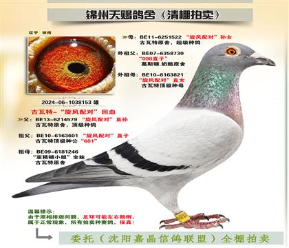 古瓦特-“旋風(fēng)配對(duì)”回血