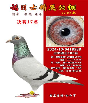 諾日士賽鴿2025春賽決賽17名