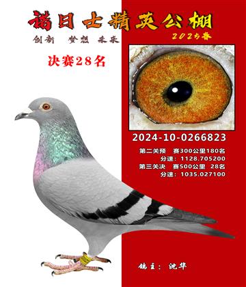 諾日士賽鴿2025春賽決賽28名