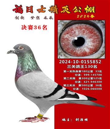 諾日士賽鴿2025春賽決賽36名