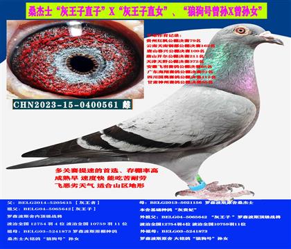 (山區(qū)地形 吃苦耐勞)中小體型種母