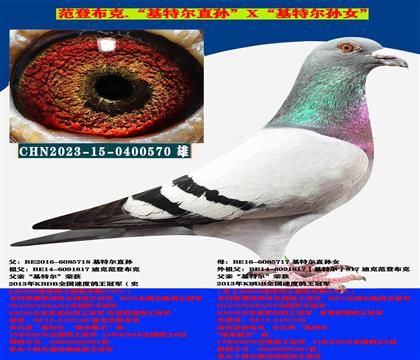 迪克范登布克“基特爾直孫”X“基特爾孫女”