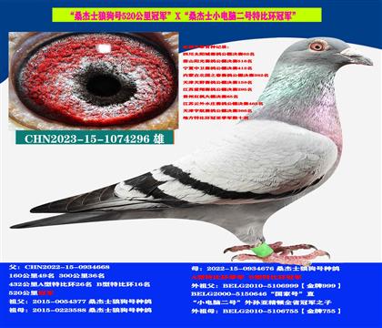 桑杰士“狼狗號(hào)”520公里冠軍X“小電腦二號(hào)”特比環(huán)冠軍