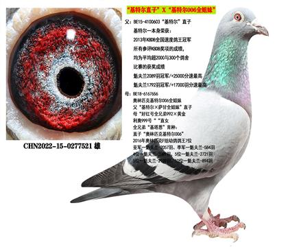 范登布克“基特爾”直子X“基特爾006”全姐妹