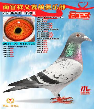 祥義三關(guān)鴿王冠軍
