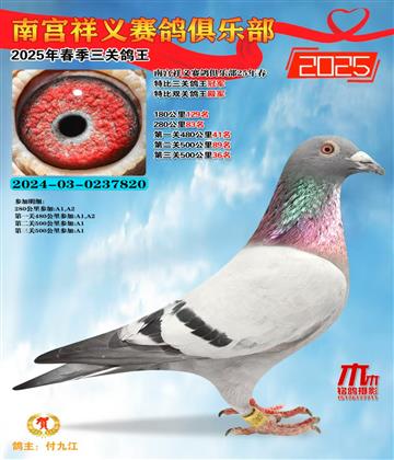 祥義特比三關(guān)鴿王冠軍