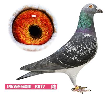 考夫曼-迪克女孩R072