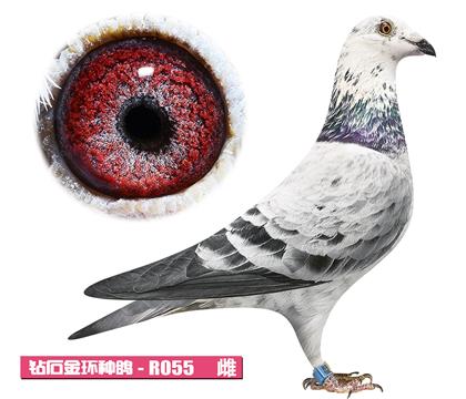 噶斯頓-魅影佳人R055