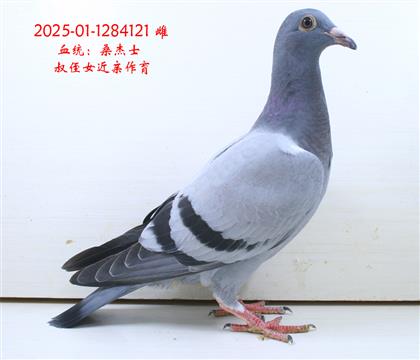 ɣʿ121