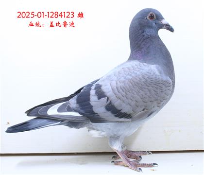 ?sh)?23