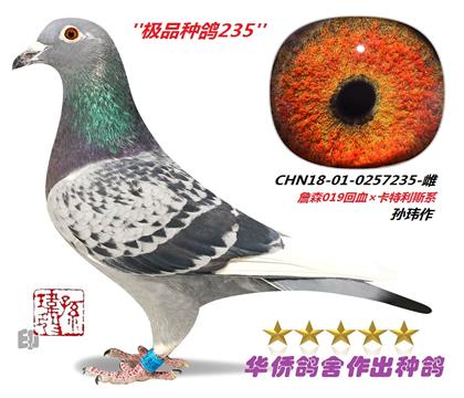 3號(hào)--CHN18-01-0257235-雌