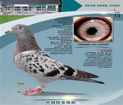 利奧原舍828X040金母黃金配對(duì)
