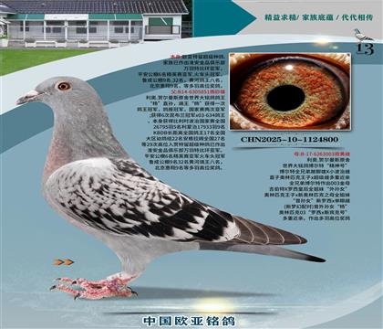 利奧原舍鴿王十七位851X新羅西獨(dú)眼雌003