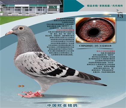 利奧原舍鴿王十七位851X新羅西獨(dú)眼雌003