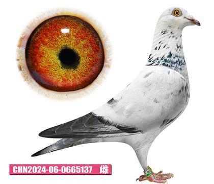 克拉森-小白公主137