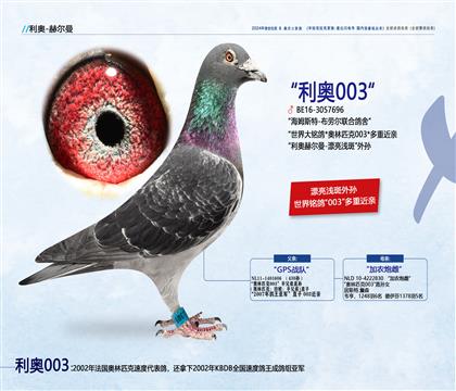 <第一黃金配對>利奧003近親