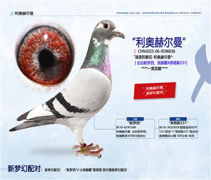 <利奧赫爾曼>新羅西獨眼雌X英格斯178