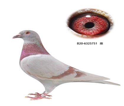 迪克范登布克